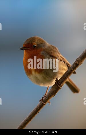 Rotkehlchen (Erithacus Rubecula) Stockfoto