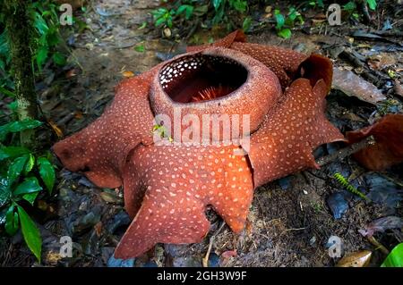 rafflesia - die größte Blume der Welt. Seltene schöne rote Blume im Dschungel. Stockfoto