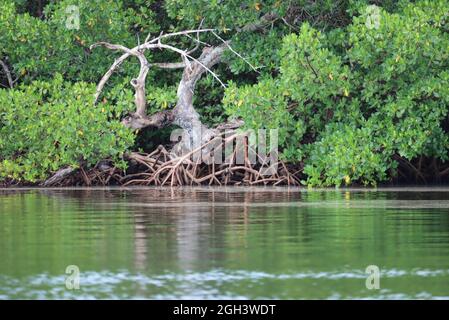 Mangroven auf den Barrier Islands im Südwesten Floridas Stockfoto