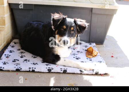 Dreifarbige Border Collie Welpe Stockfoto