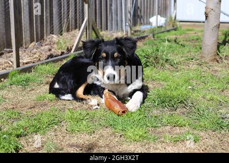 Dreifarbige Border Collie Welpe Stockfoto