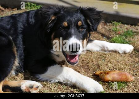 Dreifarbige Border Collie Welpe Stockfoto