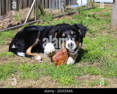 Dreifarbige Border Collie Welpe Stockfoto