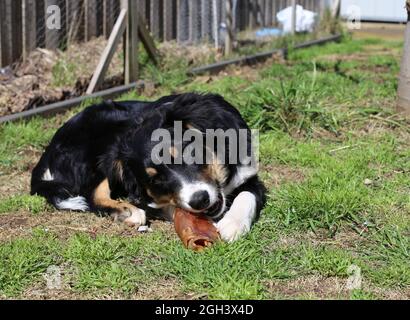 Dreifarbige Border Collie Welpe Stockfoto
