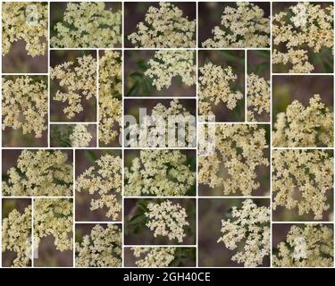 Collage aus weißen zusammengesetzten Zyme-Blütenständen auf Blue Elder, Sambucus caerulea, Adoxaceae, aus den Santa Monica Mountains, fotografiert im Frühling Stockfoto