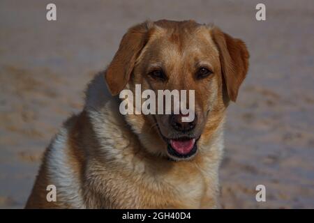 golden Labrador genießt einen Sommertag am Strand Stockfoto