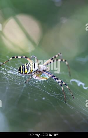 Schwarz-gelber Streifen Argiope bruennichi Wespenspinne auf Netz. Stockfoto