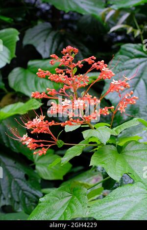 Pyramidenähnlicher Blütenstand der Pagodenpflanze Clerodendrum paniculatum mit orangeroten röhrenförmigen Blüten Stockfoto