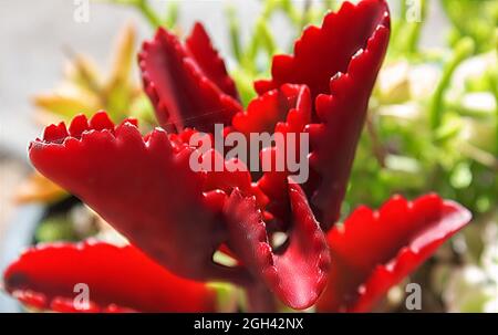 Nahaufnahme schöne leuchtend rote Blume von Sukkulenten Kaktus, echeveria Stockfoto