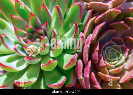 Nahaufnahme zwei schöne Blüten von Sukkulenten Kaktus, Textur echeveria Stockfoto