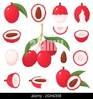 Set von frischen ganzen, halb, schneiden in Scheiben geschnittenen Litschi-Früchten isoliert auf weißem Hintergrund. Sommerfrüchte für einen gesunden Lebensstil. Cartoon-Stil. Vektor Stock Vektor