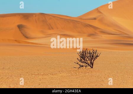 Einsamer trockener Busch auf dem Hintergrund goldener Sandstrände in der Namib-Wüste Stockfoto