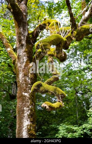 Nahaufnahme eines Baumzweiges mit grünem Moos Stockfoto