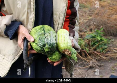 Gemüse ernten. Eine Frau hält einen Baumscheren und Zucchini in den Händen. Stockfoto
