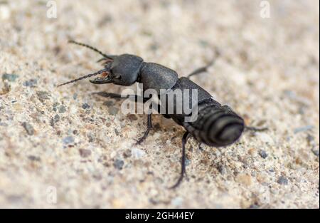 Teufelskäfer (Ocypus olens). Stockfoto