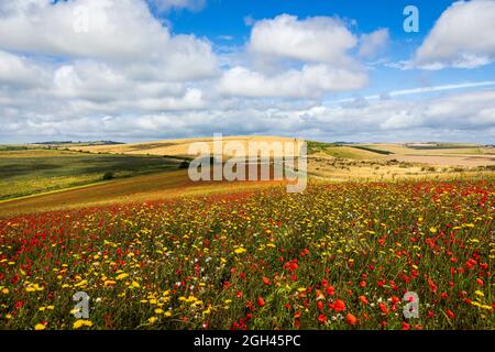 Mohnblumen und Wildblumen im August auf den Südroten in der Nähe von Lancing West Sussex, Südostengland Stockfoto