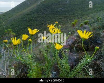 Euryops mit Spitzenblättern, Bergharzbusch, Bergharpuisbos oder Geelmagriet (Euryops abrotanifolius). Fernkloof Nature Reserve, Hermanus, Whale Coast, Overb Stockfoto