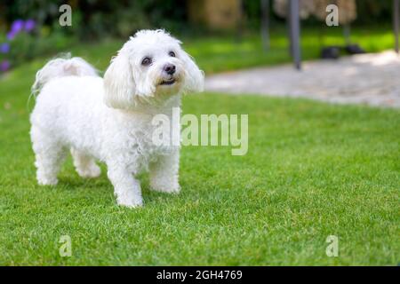 Niedlicher, warner, kleiner, weißer Hund aus Havanese, der auf grünem Gras in einem niedrigen Winkel im Garten mit Copyspace steht Stockfoto