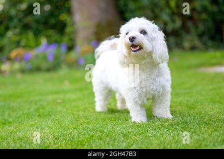 Niedlicher, warner, kleiner, weißer Hund aus Havanese, der auf grünem Gras in einem niedrigen Winkel im Garten mit Copyspace steht Stockfoto