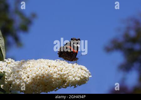 Roter Admiral (Vanessa atalanta), Familie Nymphalidae auf weißen Blüten des Sommerflieders (Buddleja davidii). Blauer Himmel, holländischer Garten, Ende Sommer September Stockfoto