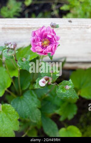 Anemone japonica ROTKAPPCHEN im Garten, Nahaufnahme, selektive fokus Stockfoto