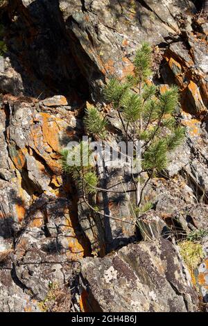 Altai Herbstlandschaft mit Steinen und Zedernbaum. Altai, Sibirien, Russland Stockfoto