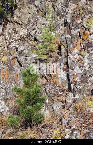 Altai Herbstlandschaft mit Steinen und Zedernbaum. Altai, Sibirien, Russland Stockfoto