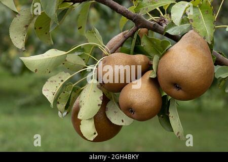 Zwei reife Birnen, die vor grünem Laub am Ast hängen, Früchte im Garten, Seitenansicht, Nahaufnahme Stockfoto