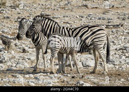 Plains Zebra (Equus quagga), weibliche Erwachsene mit säugenden Fohlen im Etosha Wildlife Reserve, Namibia, Afrika. Stockfoto