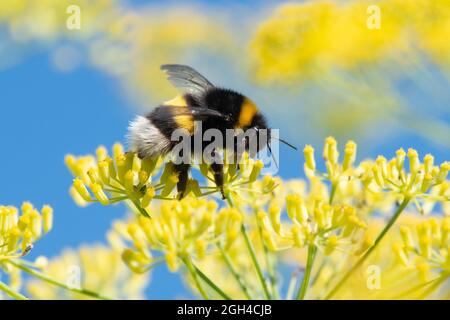 Hummel füttert Fenchelblüten im Spätsommergarten - Schottland, Großbritannien Stockfoto