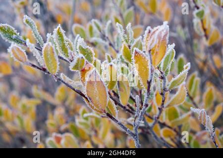 Gefrorene Weidenblätter unter Reif. North Chuiskiy Ridge Snow Mountains liegt im Hintergrund. Im Herbst sind die Bäume in herbstgelben Farben. Frostkristalle ar Stockfoto