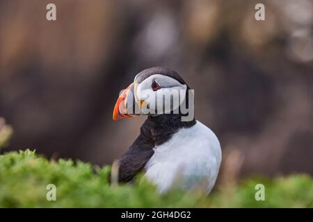 Atlantischer Papageitaucher Vogel oder gewöhnlicher Papageitaucher auf ozeanblauem Hintergrund. Fratercula arctica. Irland beliebteste Vögel. Stockfoto