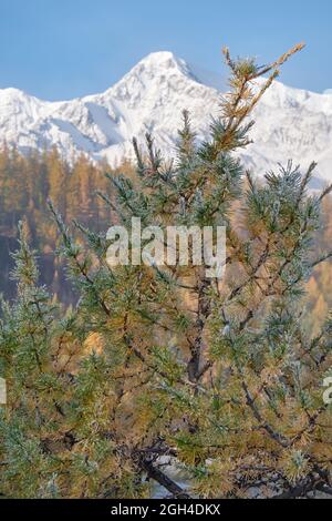 Gefrorener Lärchenbaum unter Reif. North Chuiskiy Ridge Snow Mountains liegt im Hintergrund. Im Herbst sind die Bäume in herbstgelben Farben. Altai, Sibirien, Rus Stockfoto