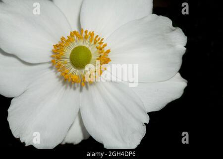 Nahaufnahme einer weißen japanischen Anemone auf schwarzem Hintergrund Stockfoto