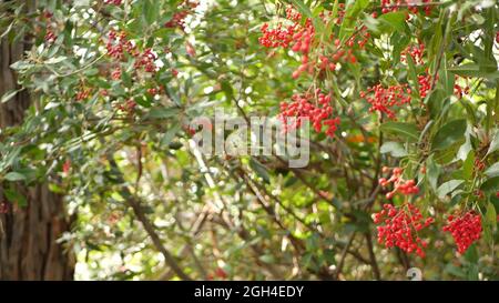 Rote Beeren am Baum, Gartenarbeit in Kalifornien, USA. Natürlicher atmosphärischer botanischer Nahaufnahme Hintergrund. Viburnum, Frühling oder Herbst Morgengarten oder Fores Stockfoto