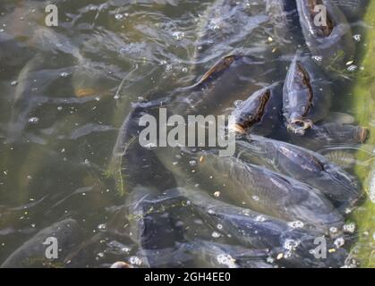 Fischfarm Karpfen, Karpfen schwimmen an der Oberfläche des Wassers aufgrund des Mangels an Sauerstoff im Wasser Stockfoto
