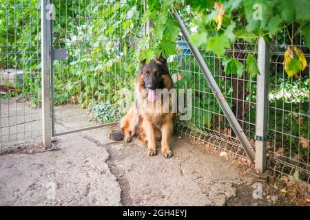 Der deutsche Schäferhund 'Ajax' ruht in der Sommerhitze im Schatten unter den Reben, ist aber immer noch wachsam Stockfoto