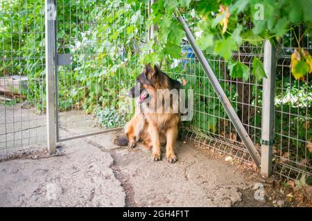 Der deutsche Schäferhund 'Ajax' ruht in der Sommerhitze im Schatten unter den Reben, ist aber immer noch wachsam Stockfoto