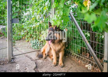 Der deutsche Schäferhund 'Ajax' ruht in der Sommerhitze im Schatten unter den Reben, ist aber immer noch wachsam Stockfoto