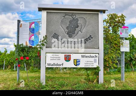 Wiesloch, Deutschland - August 2021: Schild für "Bürgerweingarten" vor den Pinot Gris-Weinpflanzen Stockfoto