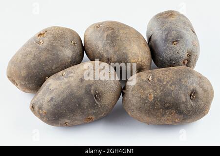 Frische lila Kartoffeln isoliert auf weißem Hintergrund. Ernte von Gemüse. Stockfoto