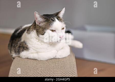 Tabby und weiße Katze liegen auf Karton Kratzbrett Stockfoto