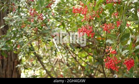 Rote Beeren am Baum, Gartenarbeit in Kalifornien, USA. Natürlicher atmosphärischer botanischer Nahaufnahme Hintergrund. Viburnum, Frühling oder Herbst Morgengarten oder Fores Stockfoto