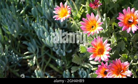 Bunte Blumen von Daisy oder marguerite, Kalifornien, USA. Aster- oder Umhang Ringelblume, mehrfarbig, violett, blüht. Home Gartenarbeit, amerikanische dekorative ornam Stockfoto