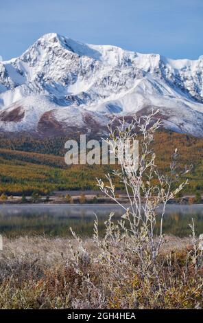 Gefrorene Weide unter Reif. Lake Dzhangyskol und North Chuiskiy Ridge Schnee Berge ist auf dem Hintergrund. Im Herbst sind die Bäume in herbstgelben Farben. Alt Stockfoto