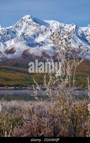 Gefrorene Weide unter Reif. Lake Dzhangyskol und North Chuiskiy Ridge Schnee Berge ist auf dem Hintergrund. Im Herbst sind die Bäume in herbstgelben Farben. Alt Stockfoto