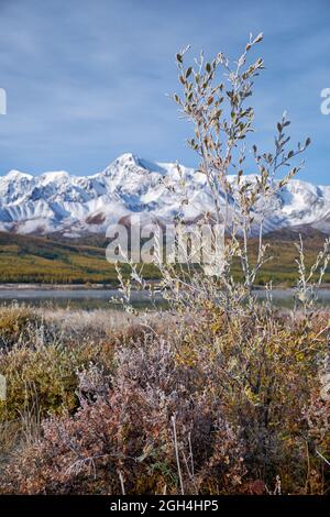 Gefrorene Weide unter Reif. Lake Dzhangyskol und North Chuiskiy Ridge Schnee Berge ist auf dem Hintergrund. Im Herbst sind die Bäume in herbstgelben Farben. Alt Stockfoto