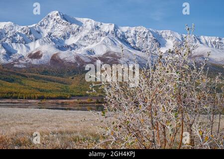 Gefrorene Weide unter Reif. Lake Dzhangyskol und North Chuiskiy Ridge Schnee Berge ist auf dem Hintergrund. Im Herbst sind die Bäume in herbstgelben Farben. Alt Stockfoto