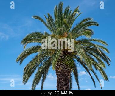 Riesiger Palmenbaum auf blauem Hintergrund Stockfoto