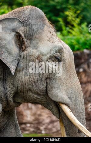 Ein großer Elefant lächelt Stockfoto